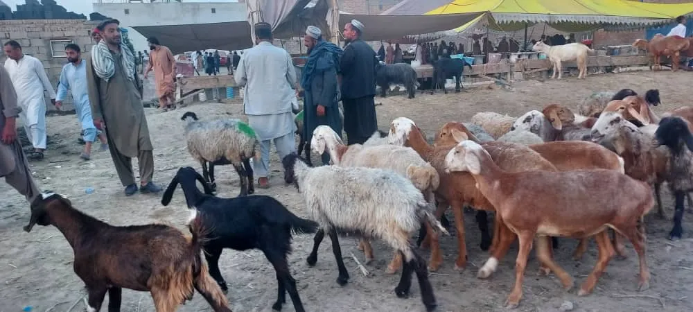 Qurbani in Afghanistan